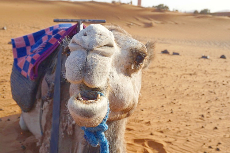 【追記】モロッコ・サハラ砂漠ツアーのお問い合わせ先